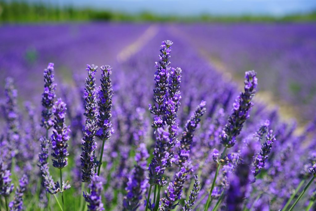 pexels photo 207518 207518 Vibrant purple lavender field in full bloom under a clear blue sky, capturing nature's beauty and tranquility.